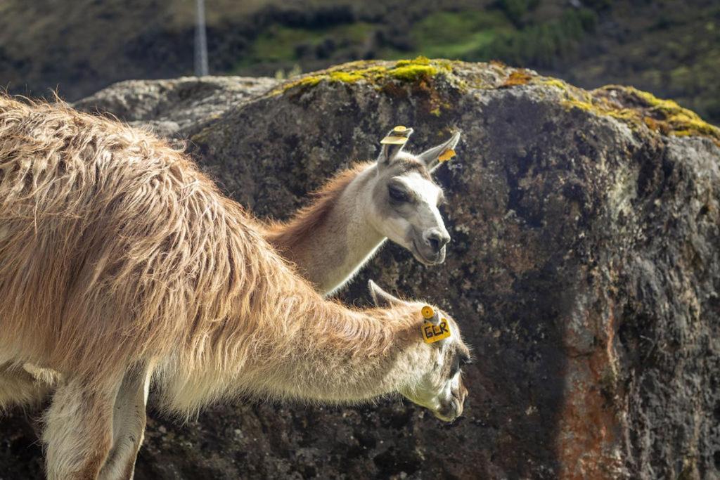 Hacienda Hosteria Dos Chorreras Cuenca Bagian luar foto